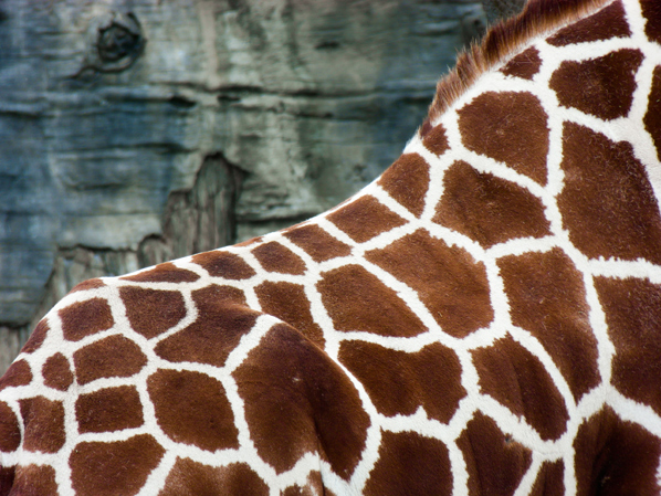 Giraffe detail