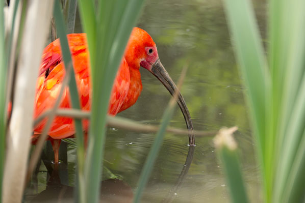 Rode Ibis