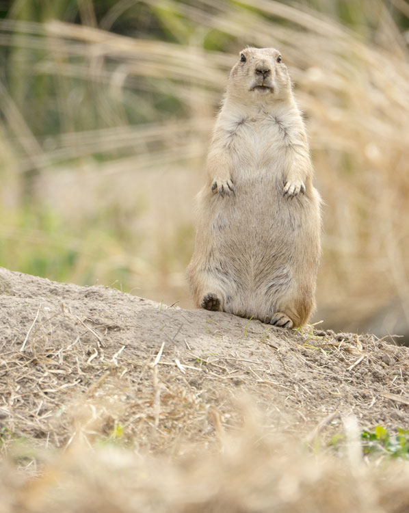 Prairiehondje