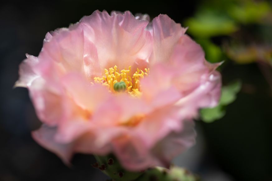 5 tips macrofotografie