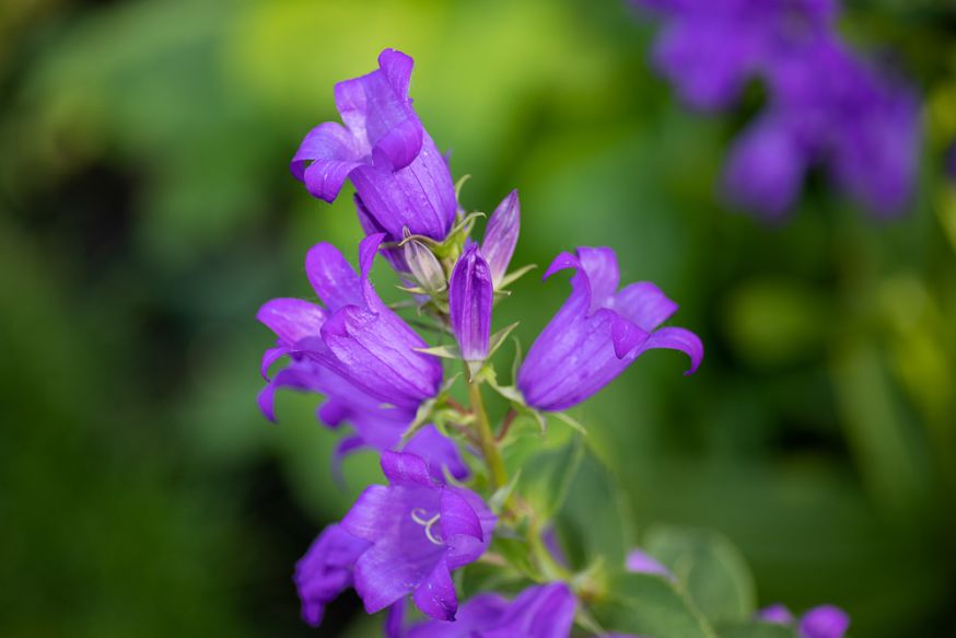 5 tips macrofotografie