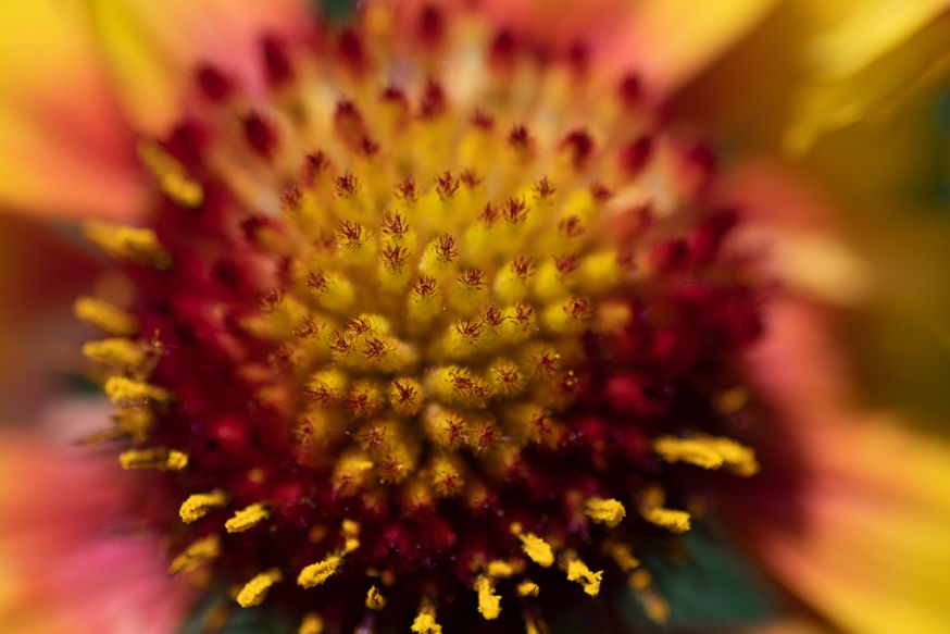 5 tips macrofotografie