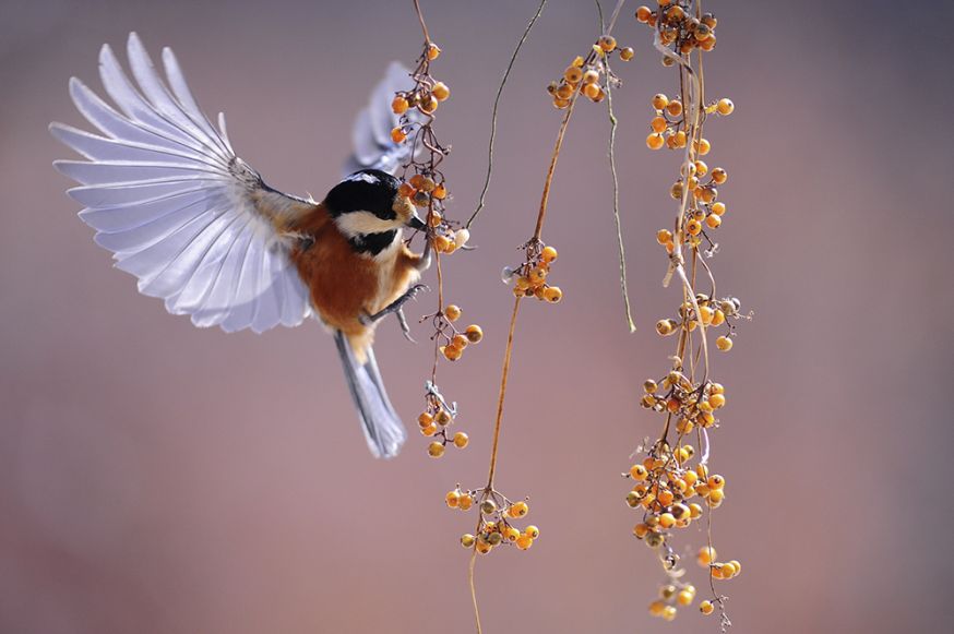natuurfotografie, natuur, fotografie, dieren, dichtbij, komen