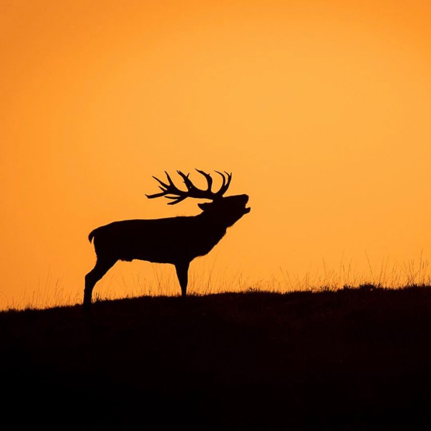 Interview wildlifefotograaf Dick van Duijn - preview