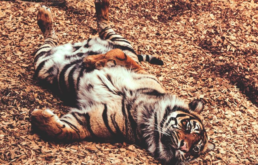 dierentuinfotografie, dierentuin, foto's maken in de dierentuin, fotografie, tips, dierenfotografie, dieren