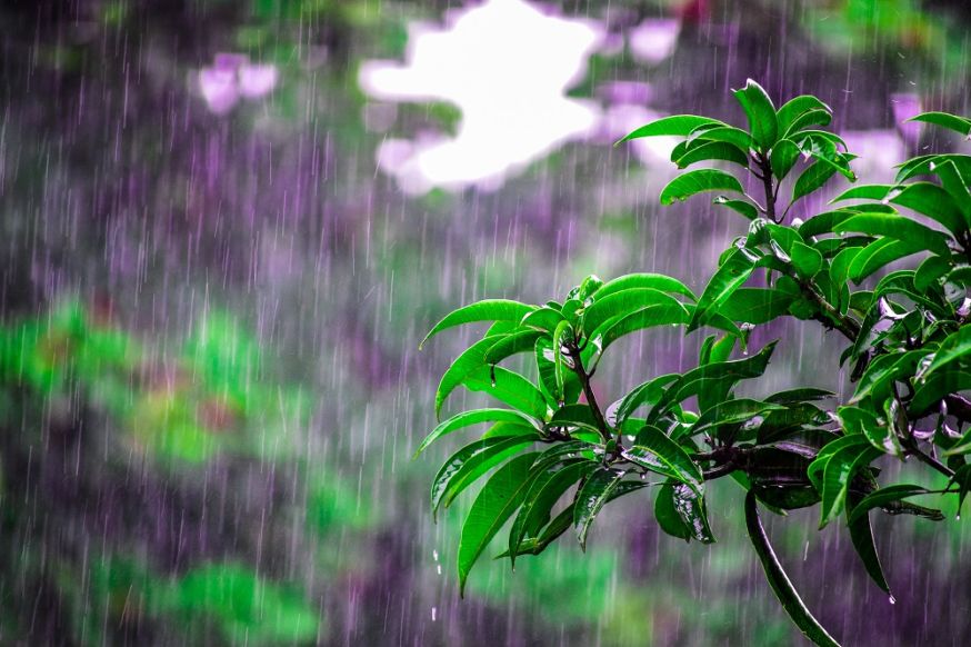 fotograferen in de regen, fotografie, regen, regenfoto’s, foto’s, tips, natuur, zomer