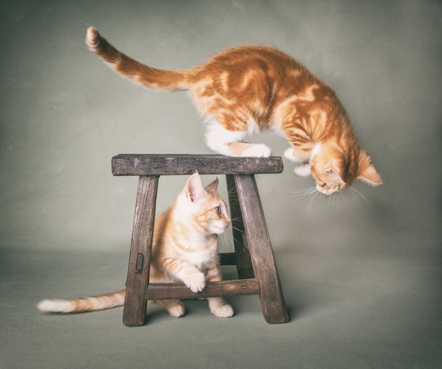 spotlight lezersfoto mirka koot kattenfotografie
