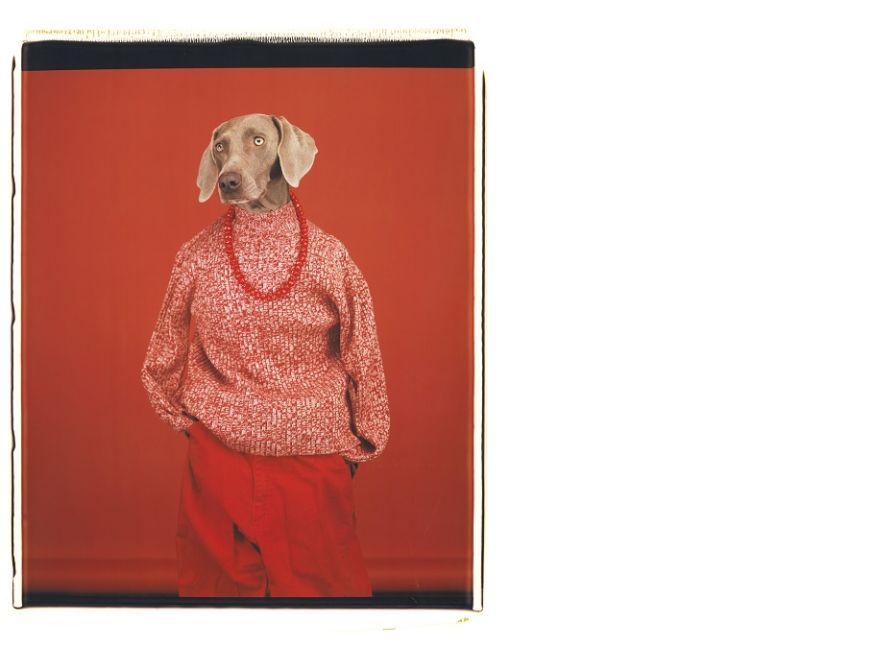 Casual, 2002, colour polaroid. © William Wegman. Courtesy of the artist.