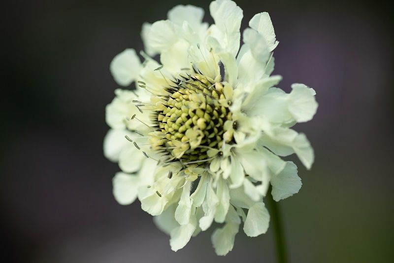 bloem