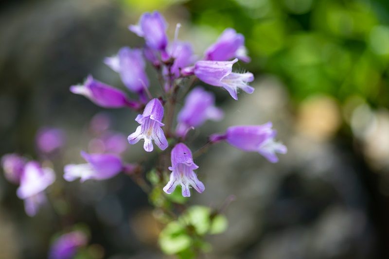 paarse bloem