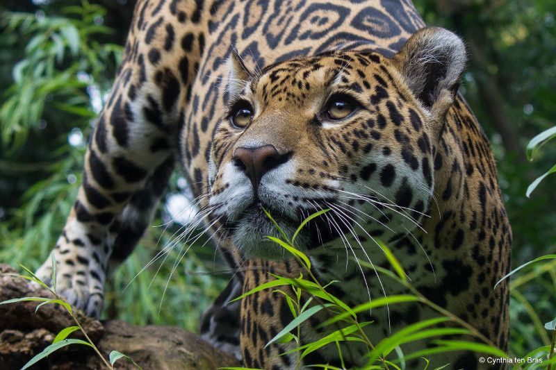 WWF-Frans Lanting Photo Award