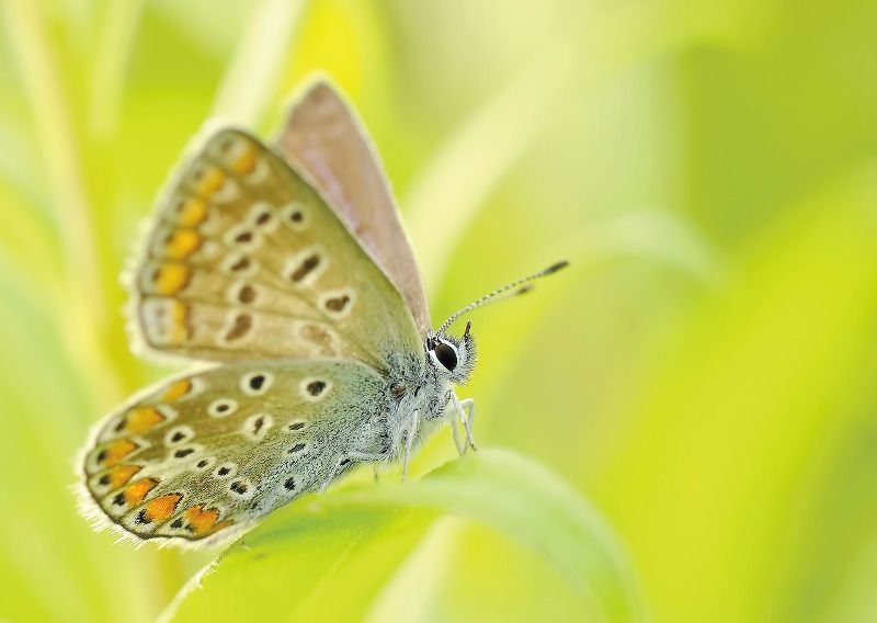 Macrofotografie