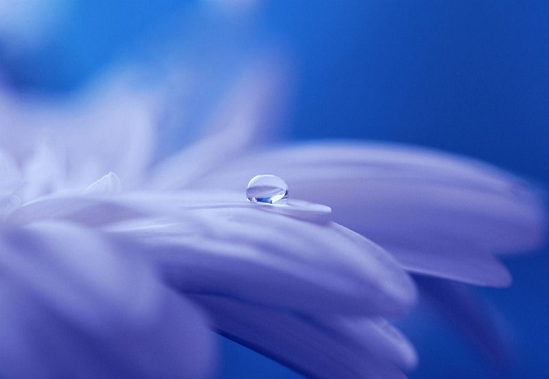 Macrofotografie