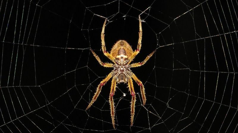 Macrofotografie