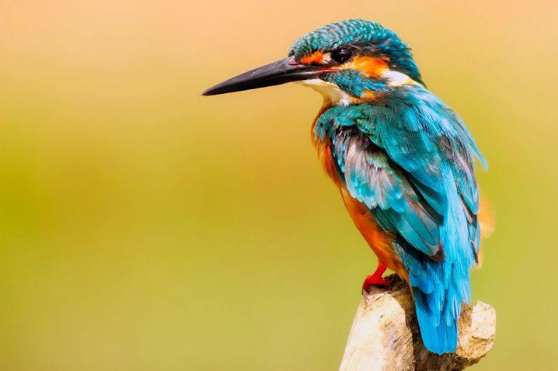 Tips Vogelfotografie