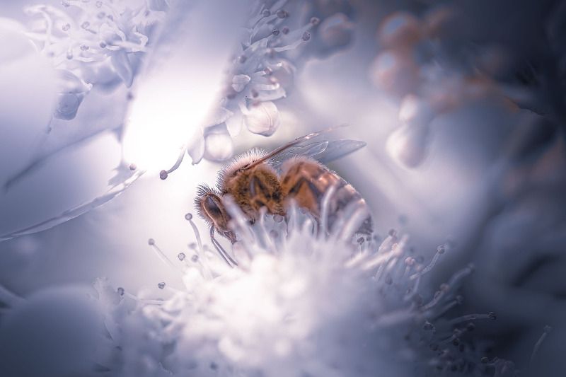 Macrofotografie