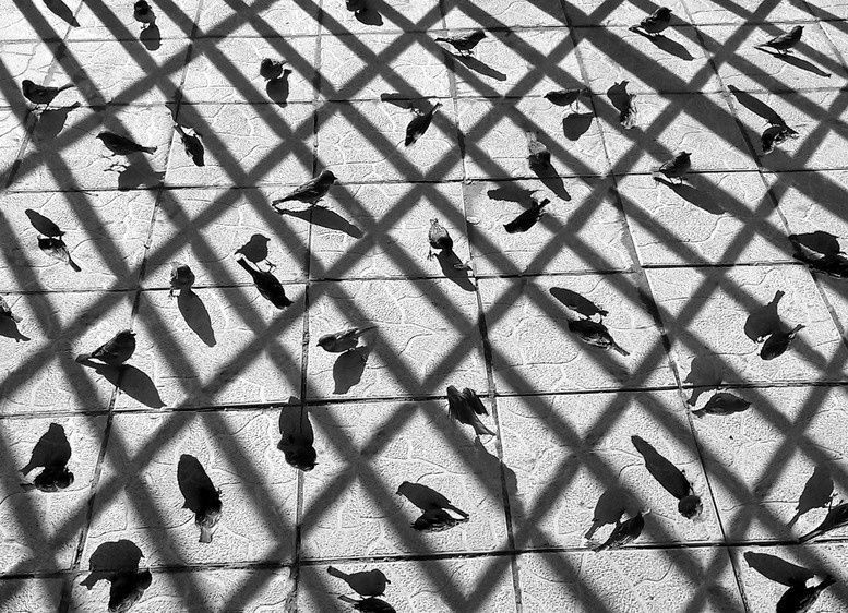 Bird patern cage