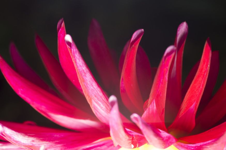 fotofair 2020 macro voor beginners