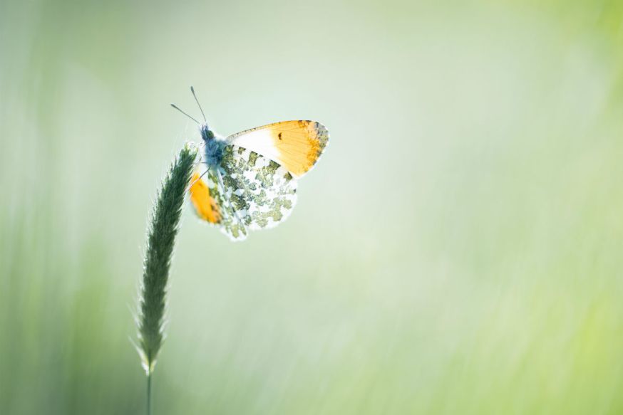 Interview, macrofotgrafie, DIGIFOTO Starter 1.2019, Macro, fotografie, Judith Borremans