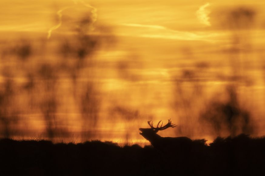 veluwse fotodag
