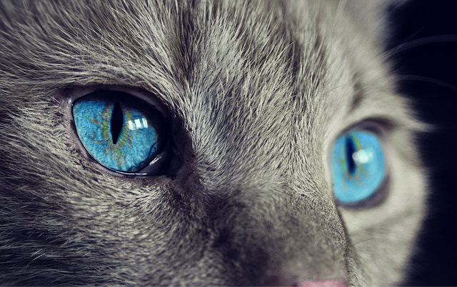 katten, kat, huisdier, dieren fotograferen, kattenfoto's