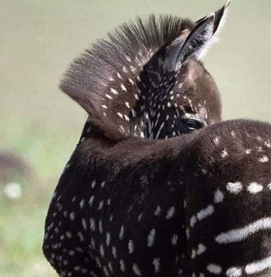 zebra