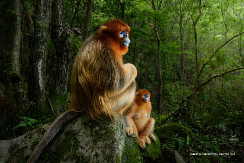 marsel van oosten wildlife photographer of the year 2018