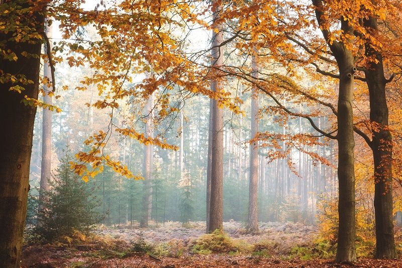 natuur