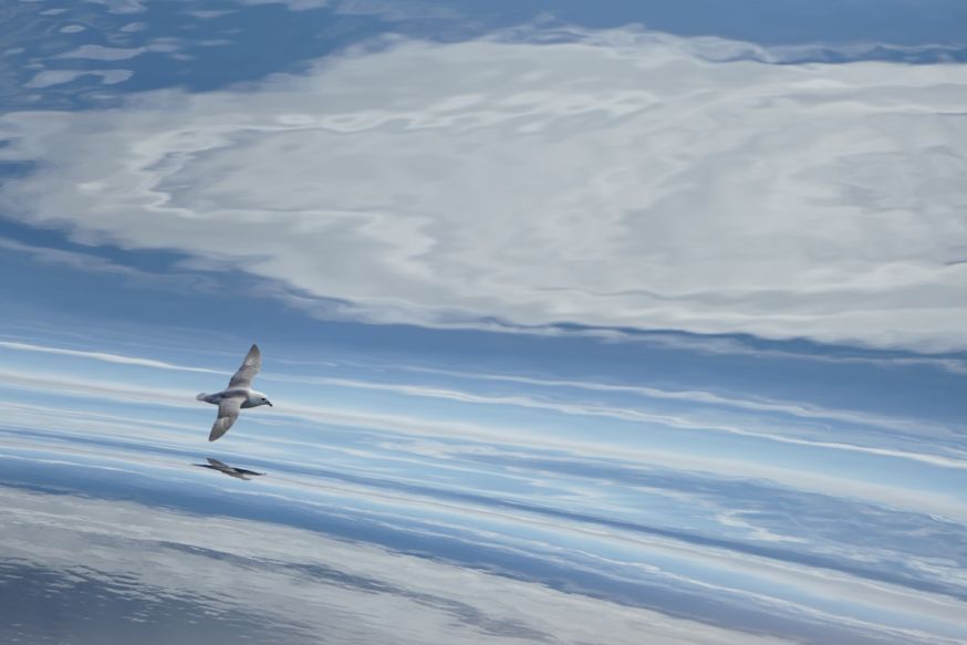 wwf-frans lanting photo award 2018