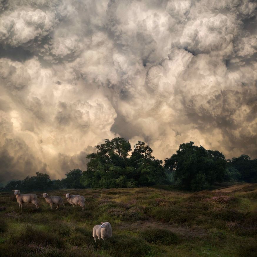Saskia Boelsums - Landscape #24 - Courtesy Eduard Planting Gallery