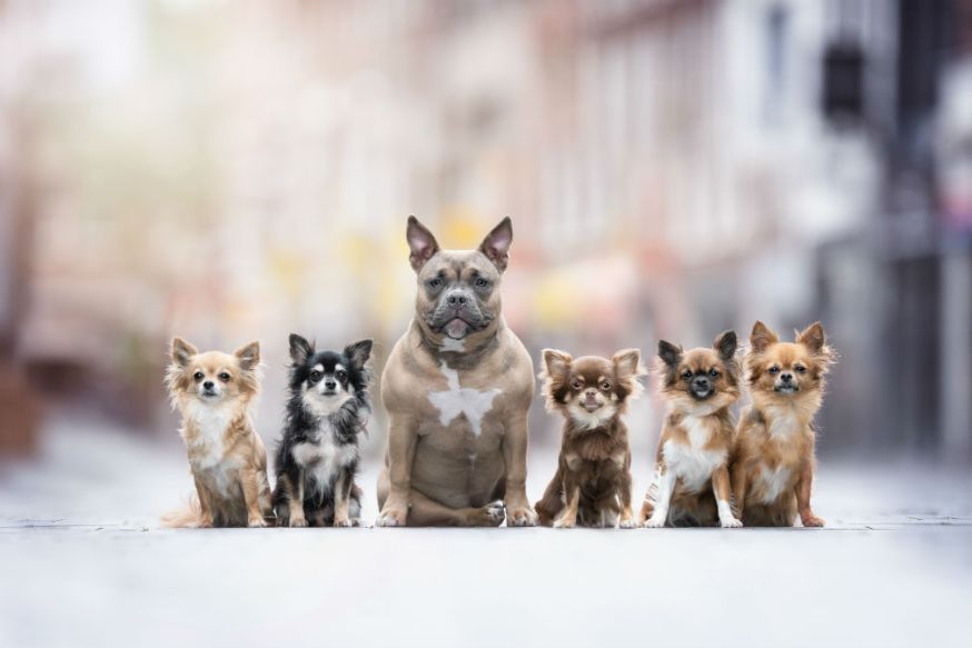 Dog Photographer of the Year, awards, Monica van der Maden, huisdieren, honden fotograferen, honden