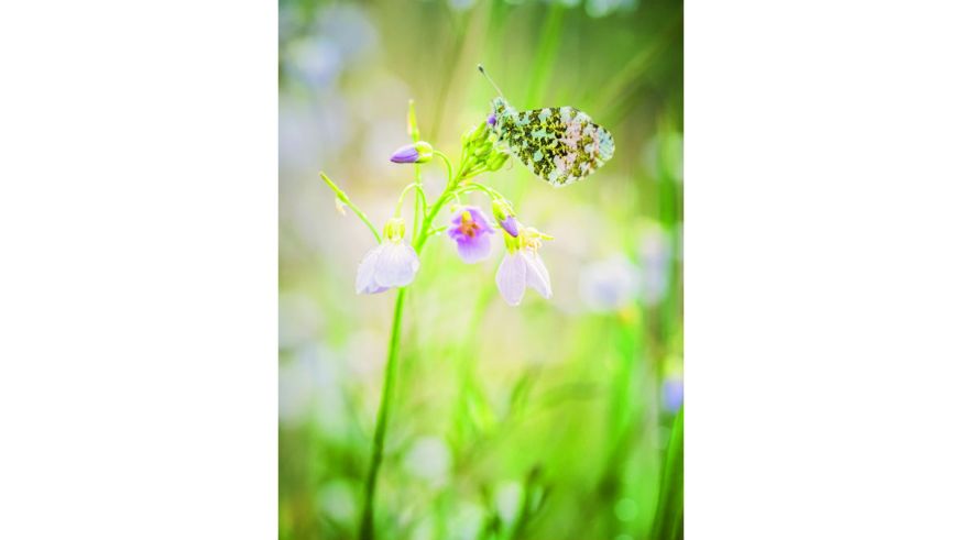  Starter, lezersfoto, DIGIFOTO Starter 4.2018, uitgelicht, gallery