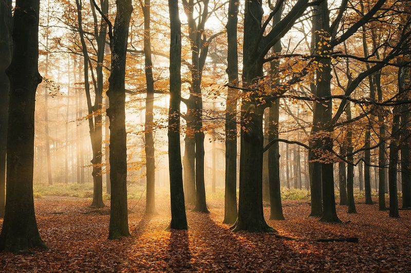zon door de bomen