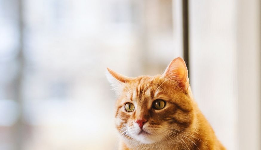 huisdierenfotografie, huisdieren fotograferen, fotograferen van huisdieren, huisdieren