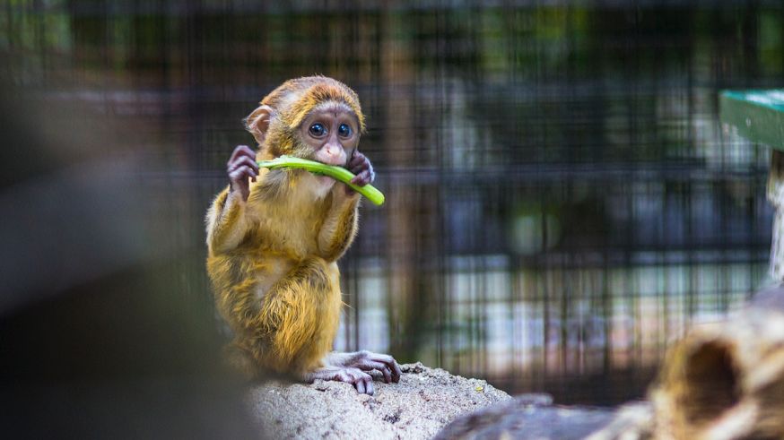 wildlife fotograferen in de dierentuin