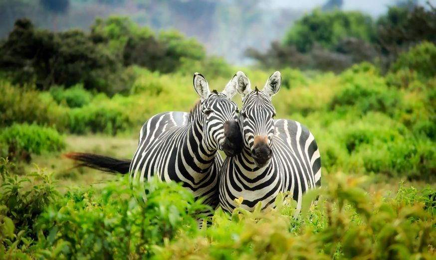 wildlife fotograferen in de dierentuin