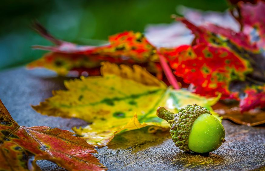herfst, herfstkleuren, herfstkleuren fotograferen