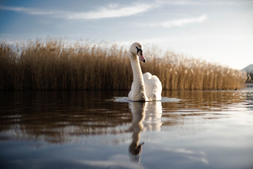 wadden wadvogels app