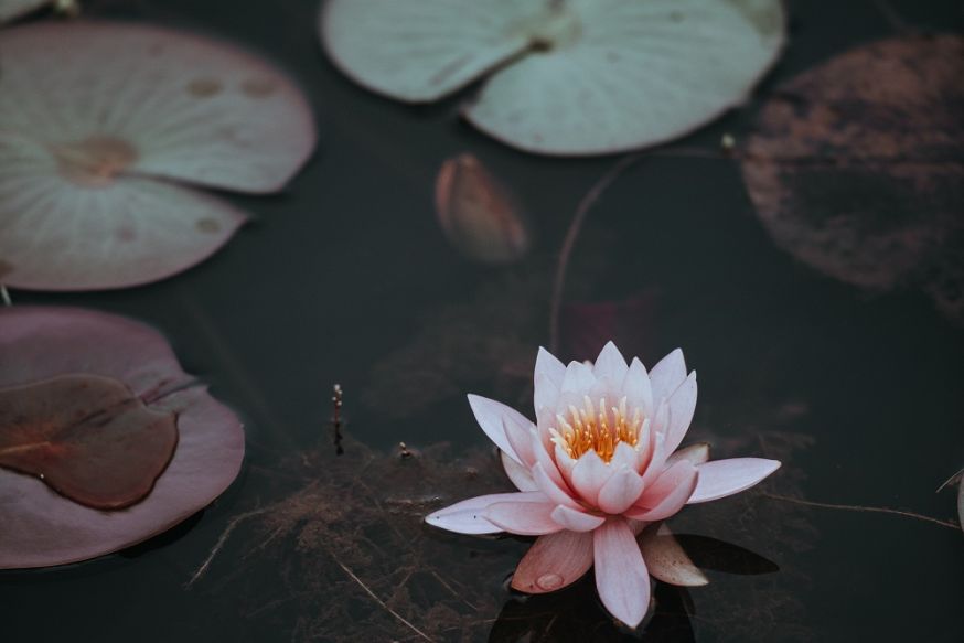 bloemfotografie, fotograferen van bloemen, bloemen, fotografie, tips, camera