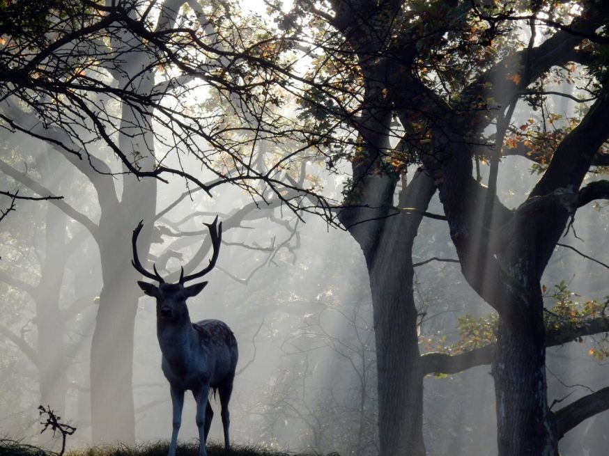 wwf-frans lanting photo award 2018