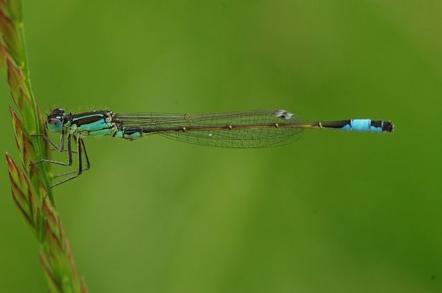 regels, macrofotografie, macro, regel