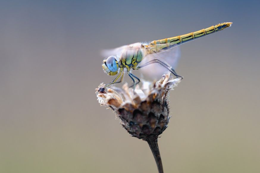 Macrofotografie