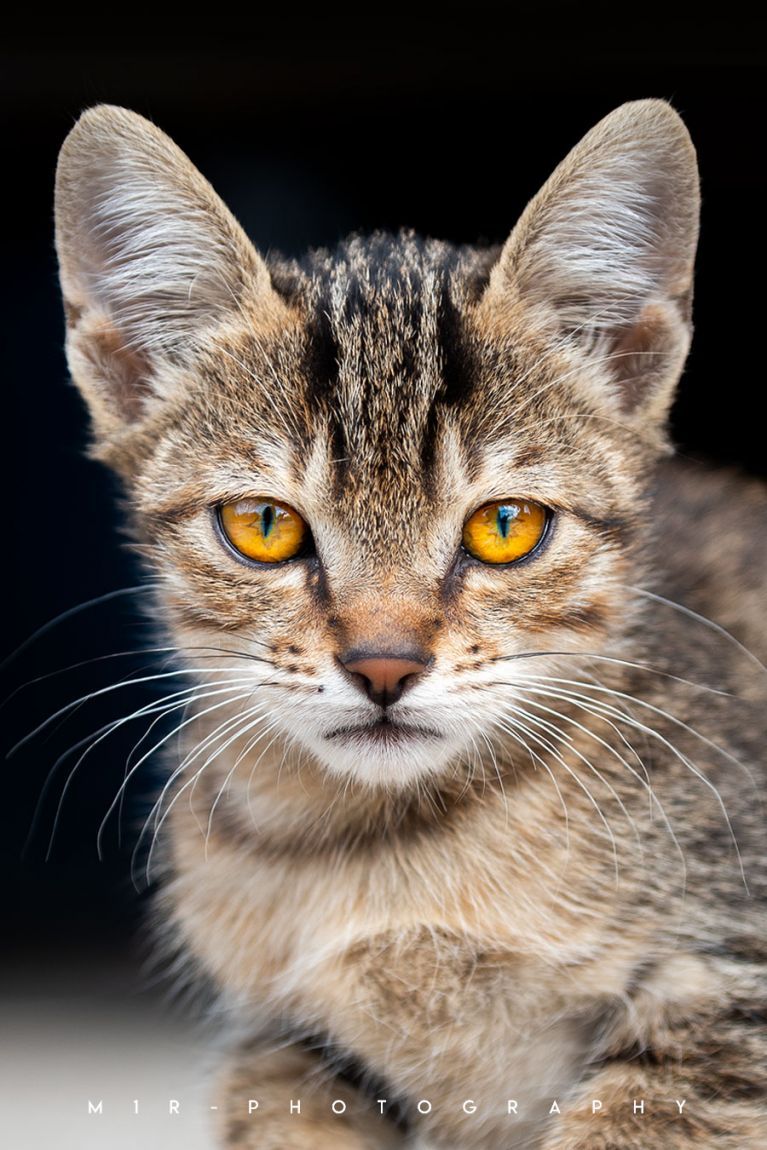dierendag