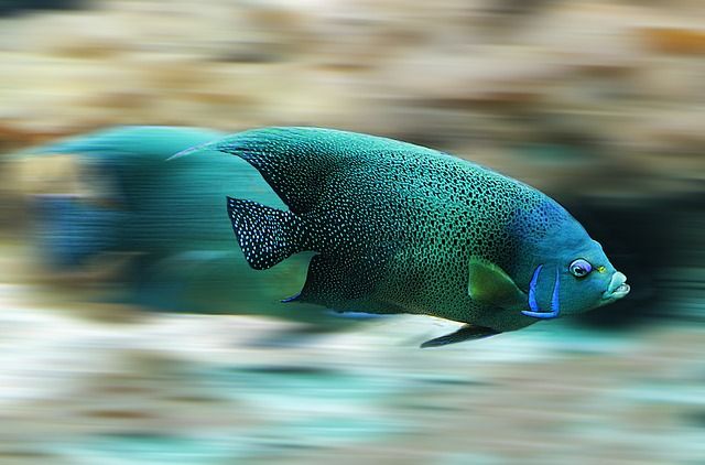 fotograferen in een aquarium