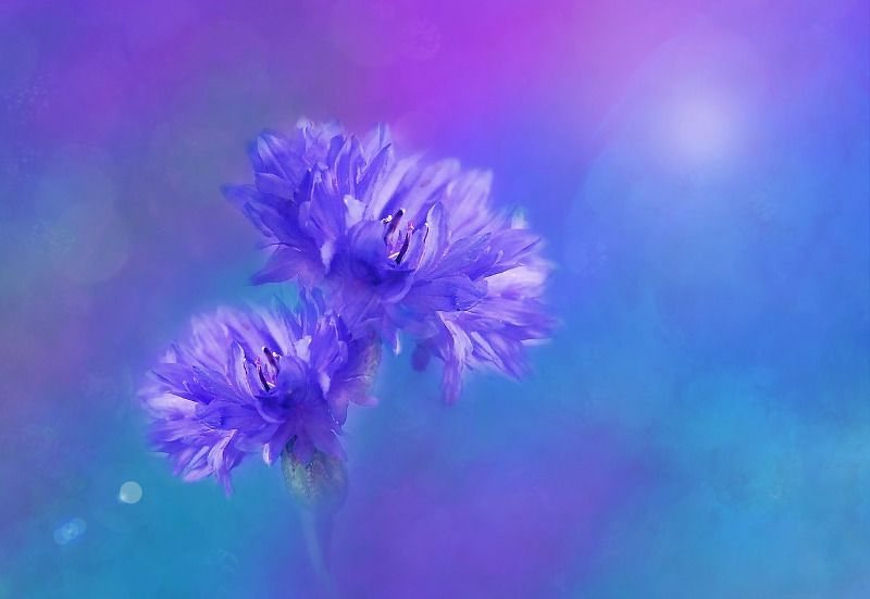 Bloemen