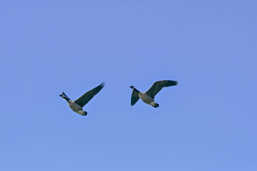 Nikon Z5II
