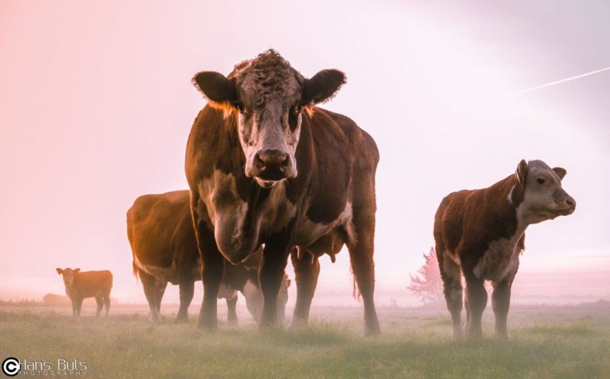 dierendag