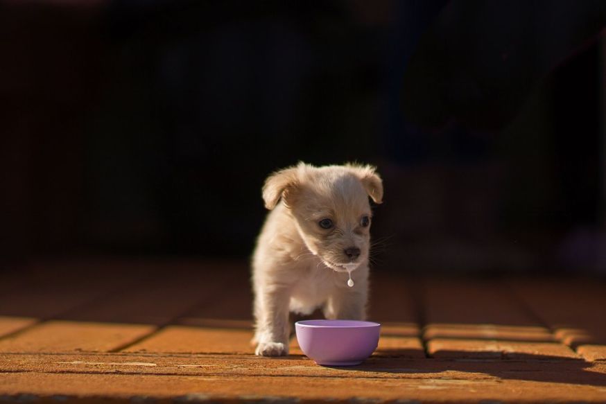 Dog photographer of the year