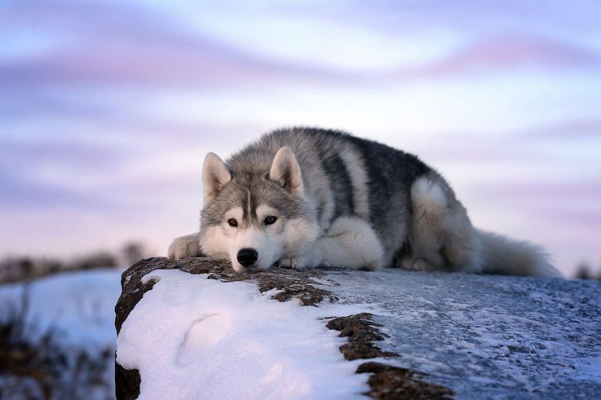 Dog photographer of the year