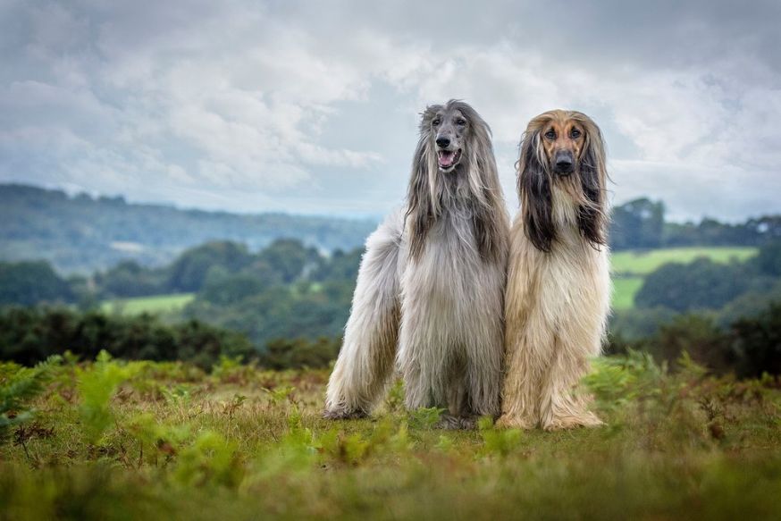 Dog photographer of the year